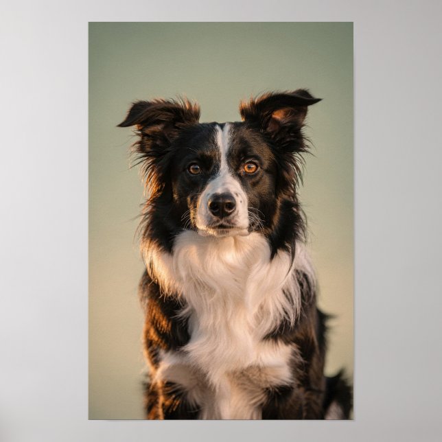 Poster Retrato de Border Collie em Sage e Creme (Frente)