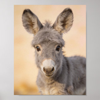 Poster Retrato de Burro Bebê – Arte para Berçário de Faze