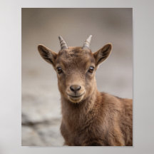 Retrato de Cabrito-Montês – Arte de Parede de Anim