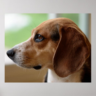 Poster Retrato de Cachorro Beagle