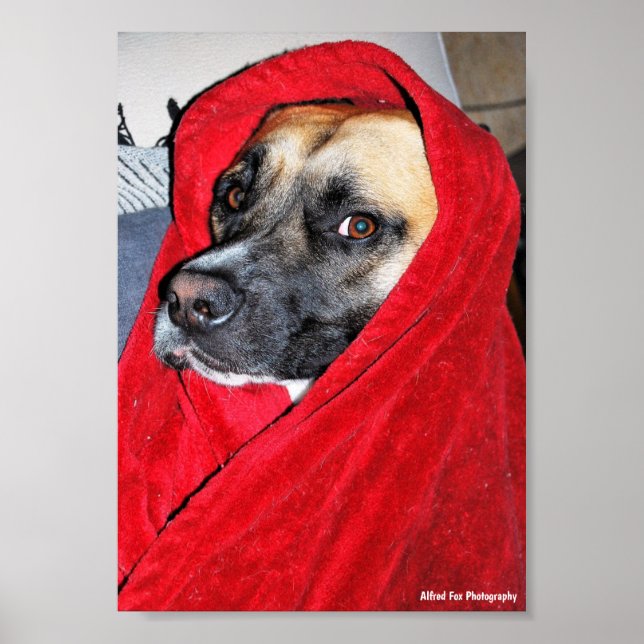 Poster Retrato de Cachorro em Cobertor Vermelho (Frente)