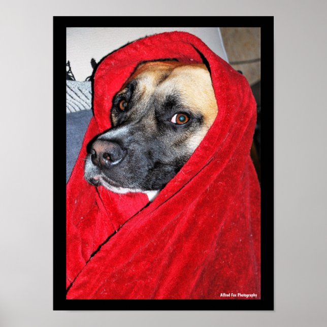 Poster Retrato de Cachorro em Cobertor Vermelho (Frente)