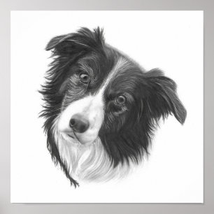 Poster Retrato de Cão Collie de Borda Desenhada à Mão