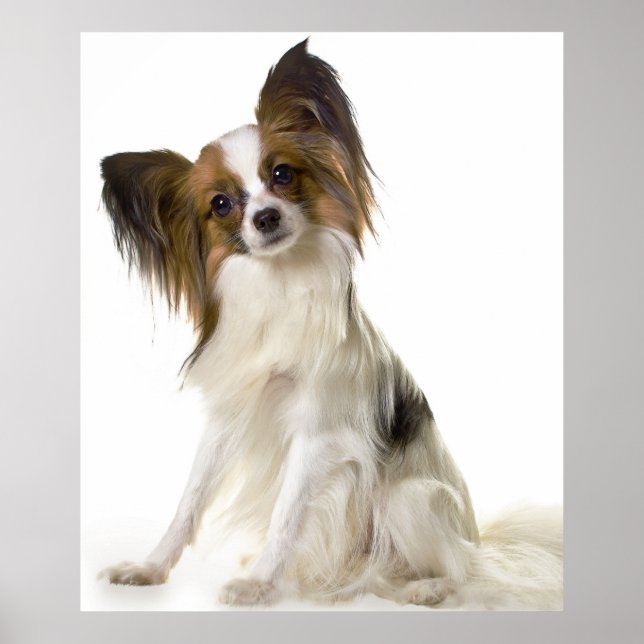 Póster Retrato de cão Papillon (Frente)