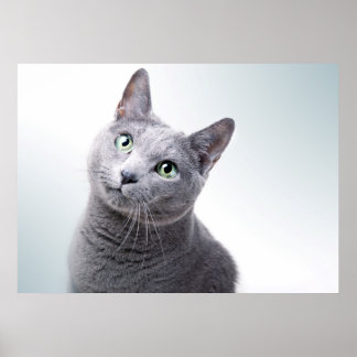 Poster Retrato de Cat