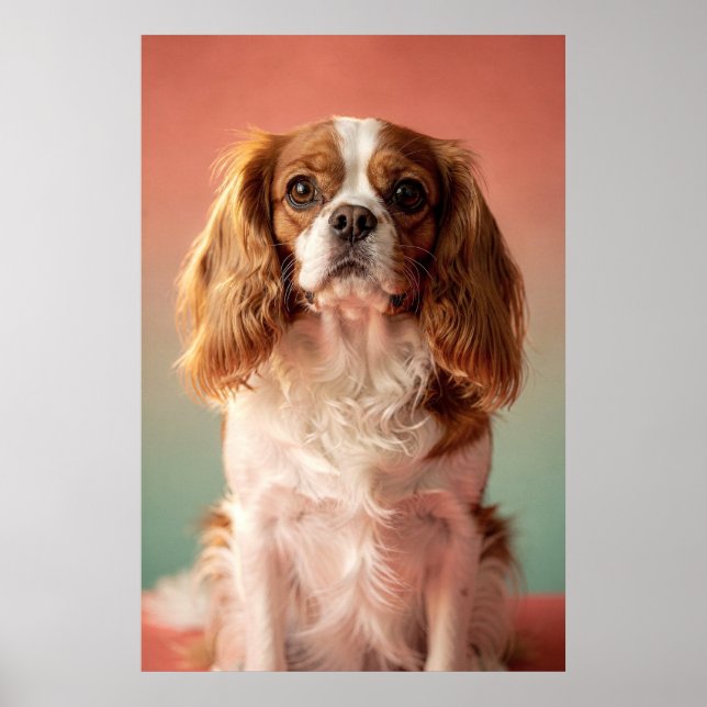 Poster Retrato de Cavalier King Charles Spaniel (Frente)