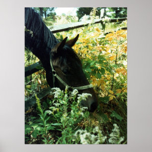Poster Retrato de Cavalo