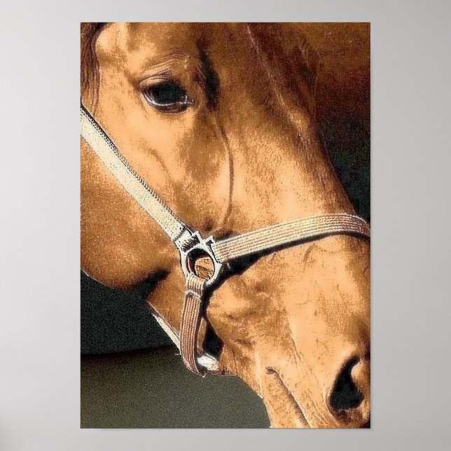 Poster Retrato de Cavalo (Frente)