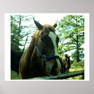 Poster Retrato de Cavalo