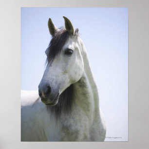 Póster retrato de cavalo branco