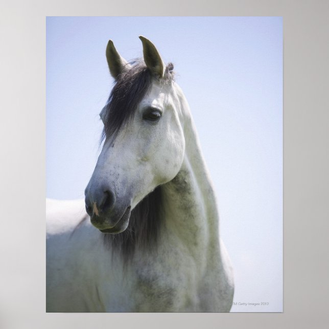 Póster retrato de cavalo branco (Frente)