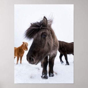 Poster Retrato de cavalo islandês, Islândia