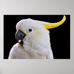 Poster Retrato de Cockatoo com creme de enxofre