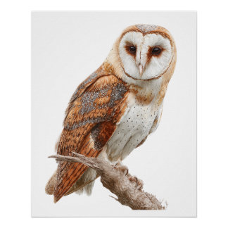 Póster Retrato de Coruja-Barn em Aquarela Primorosa