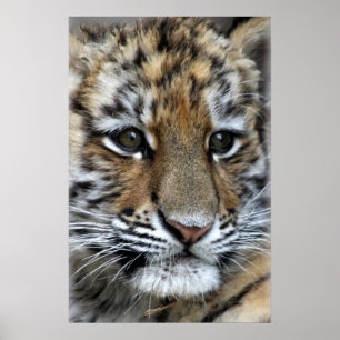 Póster Retrato de Cub de tigre de Amur do bebê