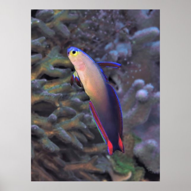 Poster Retrato de Dartfish Decorado (Frente)