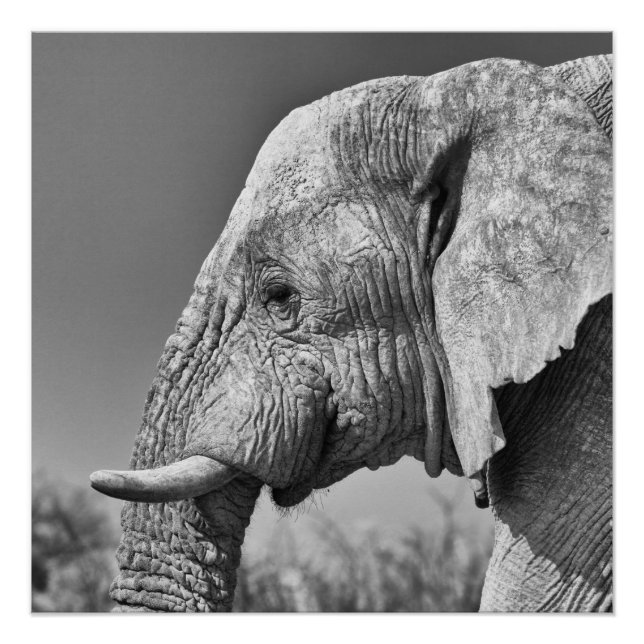 Póster Retrato de elefante (Frente)