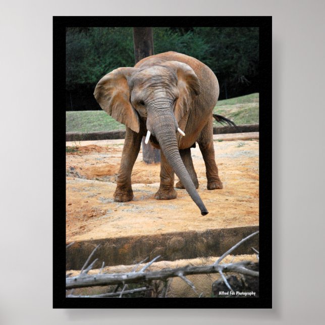 Poster Retrato de Elefante Africano (Frente)
