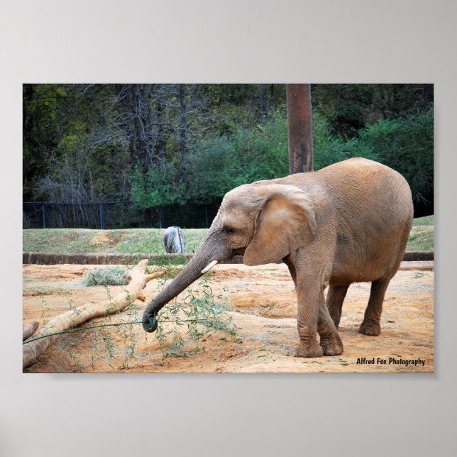 Poster Retrato de Elefante Africano no Parque (Frente)
