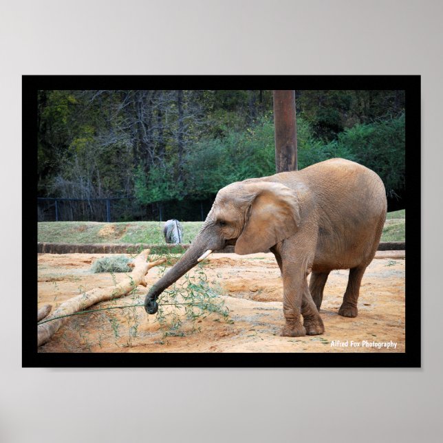 Poster Retrato de Elefante Africano no Parque (Frente)
