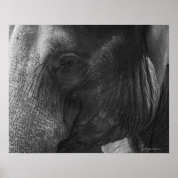 Retrato de Elefante Preto e Branco