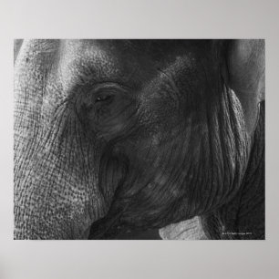 Póster Retrato de Elefante Preto e Branco