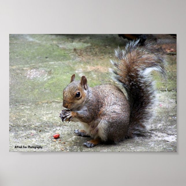 Poster Retrato de Esquilo Cinzento (Frente)