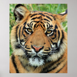 Poster Retrato de Filhote de Tigre