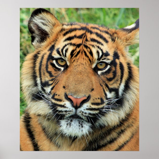 Poster Retrato de Filhote de Tigre (Frente)