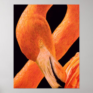 Poster Retrato de Flamingo