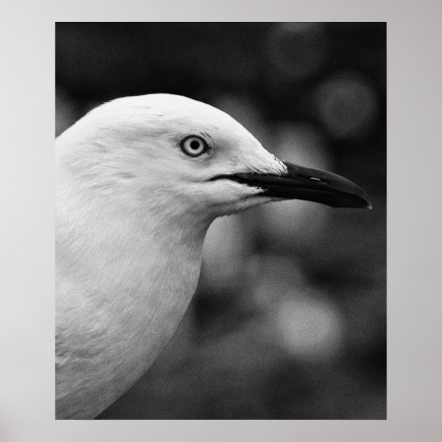 Poster Retrato de gaivota (Frente)