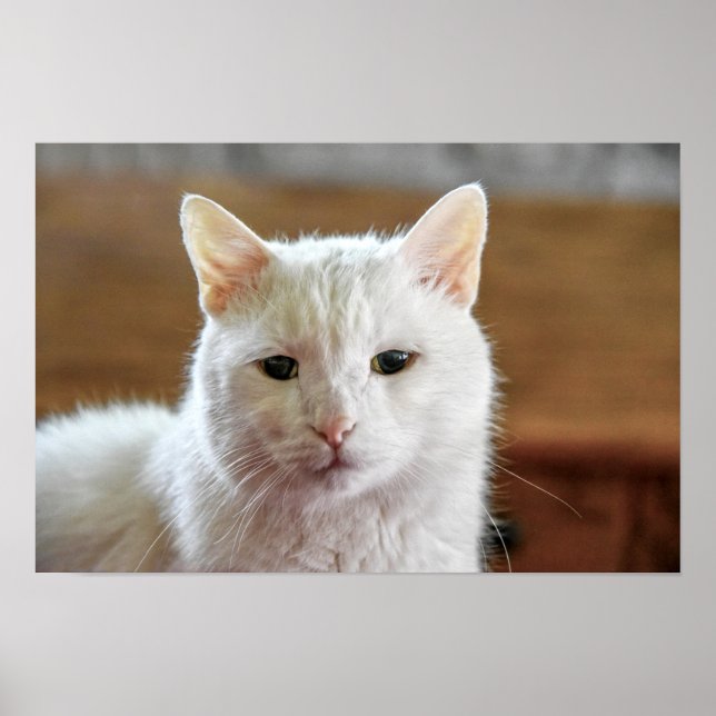 Poster Retrato de Gato Branco Angora Turco (Frente)
