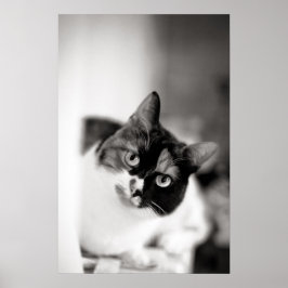 Poster Retrato de gato preto e branco