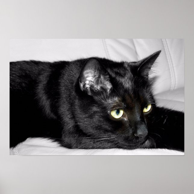 Póster Retrato de Gato Preto Fofo (Frente)