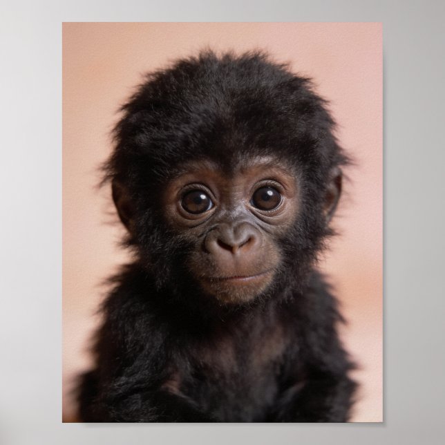 Poster Retrato de Gorila Bebê Arte para Parede de Berçári (Frente)