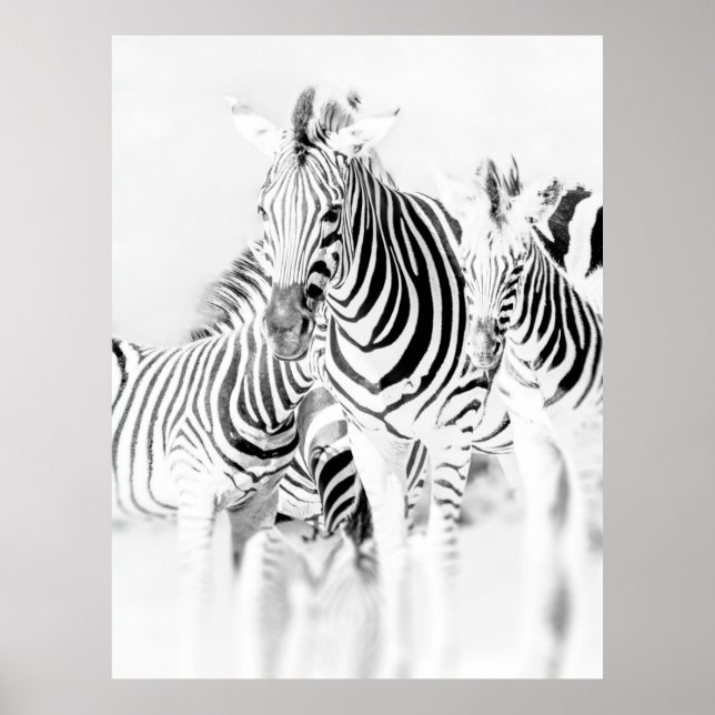 Poster retrato de grupo de zebra monocromática, Nat sul-a (Frente)