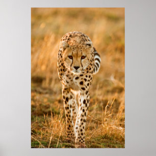 Póster Retrato de Guepardo (Acinonyx Jubatus), Maasai
