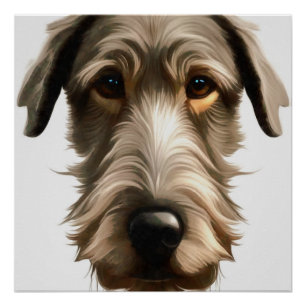 Póster Retrato de Irish Wolfhound isolado em