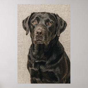 Poster Retrato de Labrador Retriever com um Olhar Suave