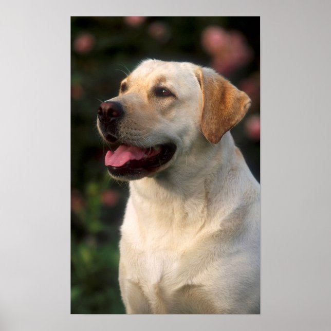 Poster Retrato De Labrador Retriever, Hilton (Frente)