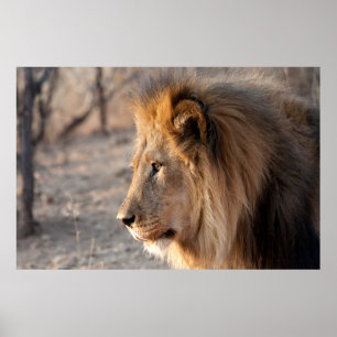 Poster Retrato de Leão