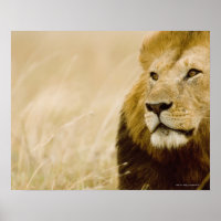 Retrato de leão masculino (Panthera leo), Masai Ma