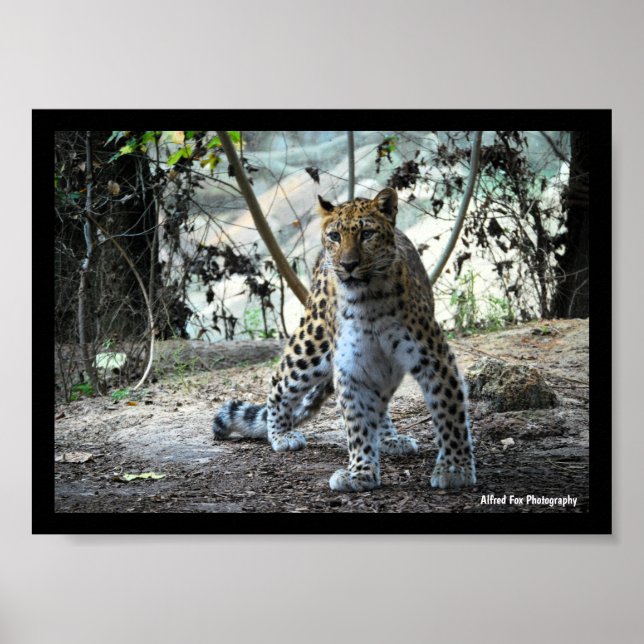 Poster Retrato de Leopardo em Posição (Frente)