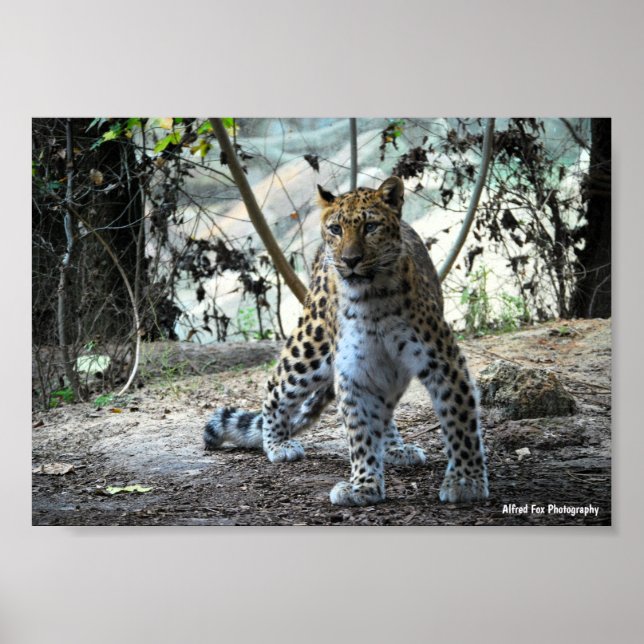 Poster Retrato de Leopardo em Posição (Frente)