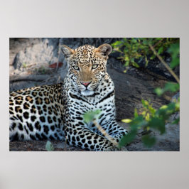 Poster retrato de leopardo sentado em close-up