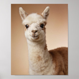 Poster Retrato de Lhama Bebê – Arte de Parede de Animal d