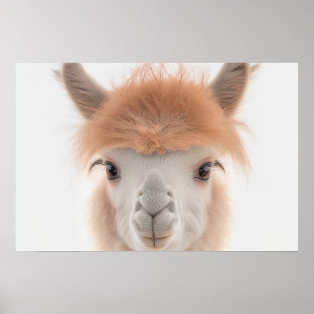 Poster Retrato de Lhama Bebê Fofa (Alpaca) |  1:1 (Frente)