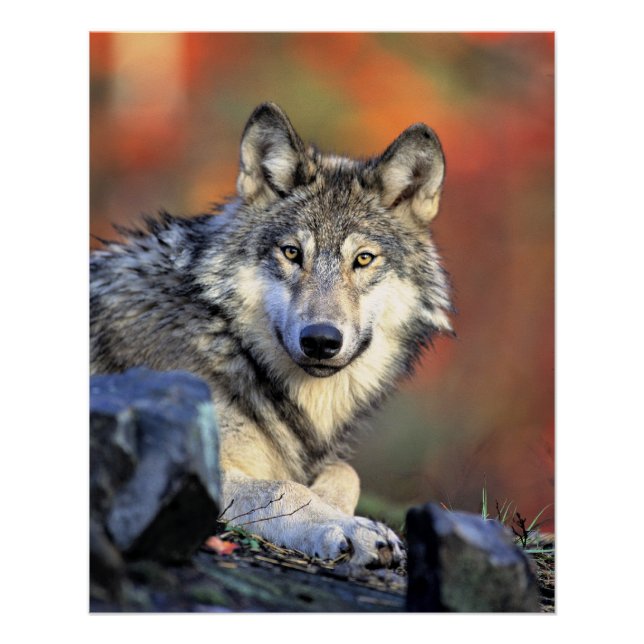 Póster Retrato de Lobo (Frente)
