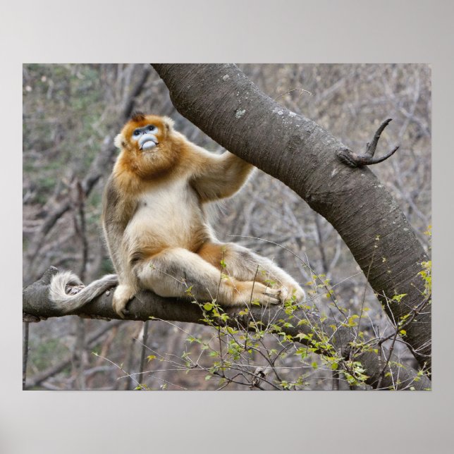 Póster Retrato de macaco-dourado macho na árvore (Frente)
