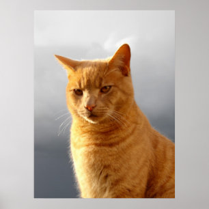 Póster Retrato de Merlin, o gato gengibre